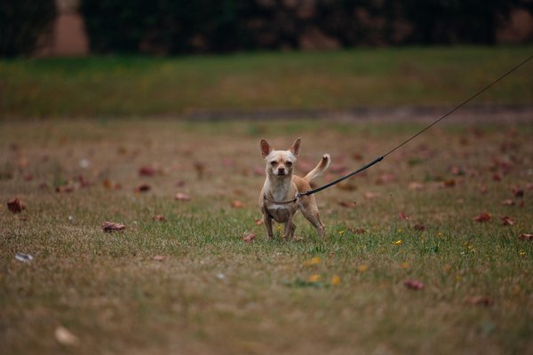 Wie beeinflusst das politische Klima die Nachrichtenberichterstattung?
